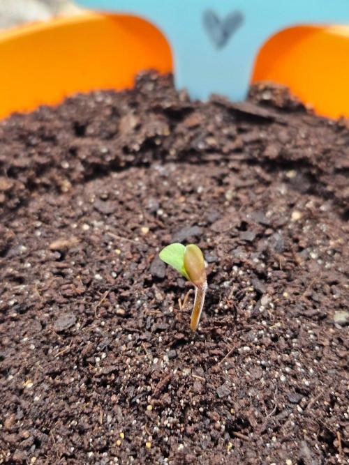 Girlfriends blue zushi. Week 0