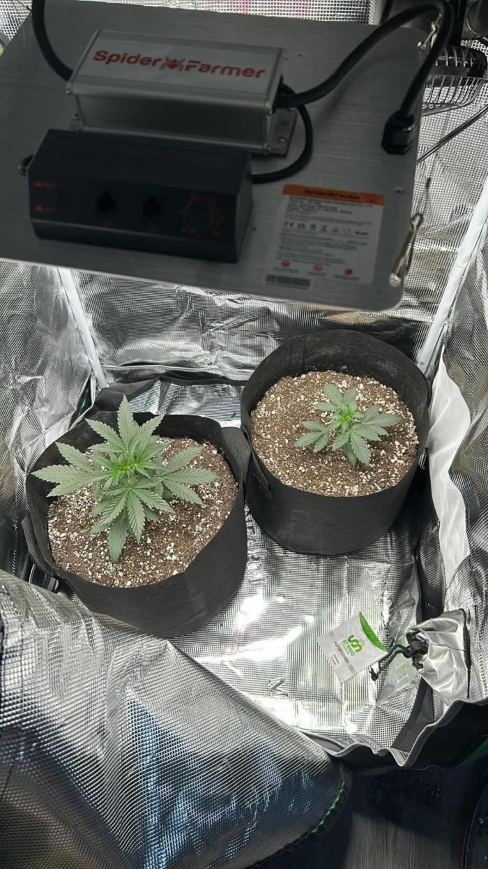 Newbie 2x2. Week 2 - Glue on the left zkittlez on the right both 23 days old in picture 