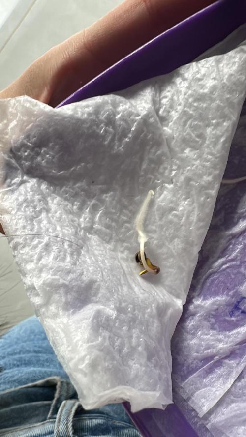 Fastberry. Week 0 - After 36 hours