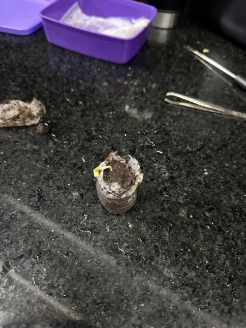 Fastberry. Week 0 - I added it in a jiffy and then placed it in the main pot