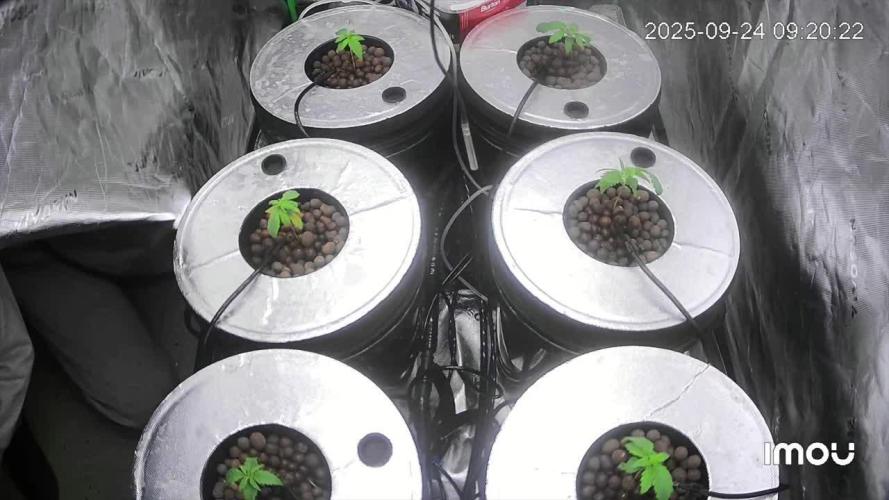 DWC Grow