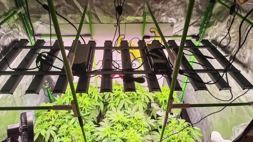 DWC Grow