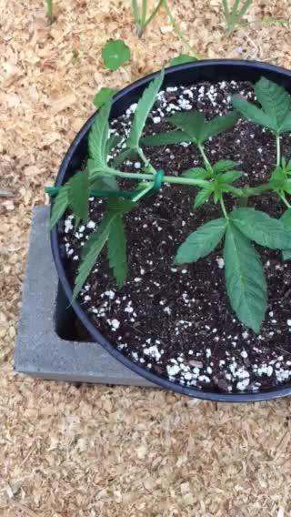 FBA Gorilla Cookies Outdoor