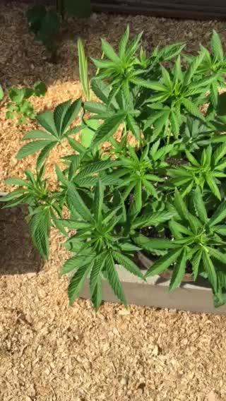 FBA Gorilla Cookies Outdoor