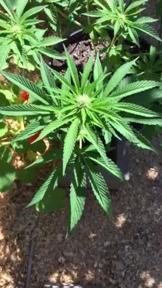 FBA Gorilla Cookies Outdoor