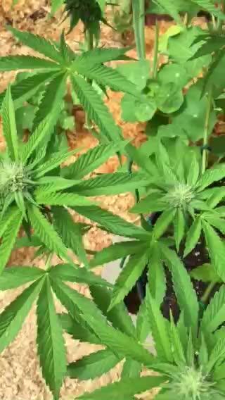 FBA Gorilla Cookies Outdoor