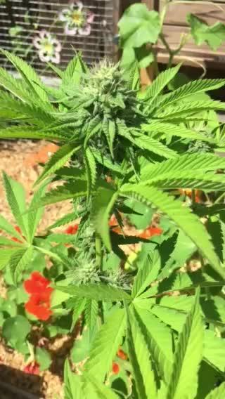 FBA Gorilla Cookies Outdoor