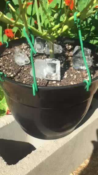 FBA Gorilla Cookies Outdoor