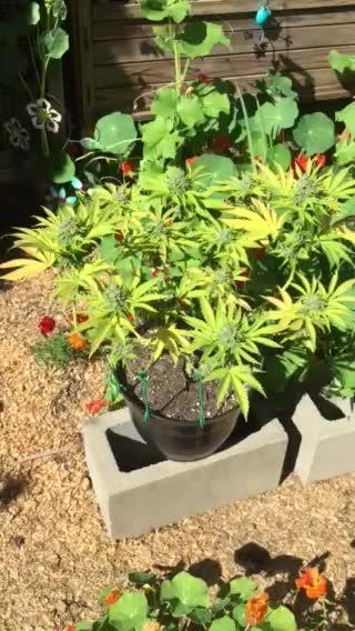 FBA Gorilla Cookies Outdoor