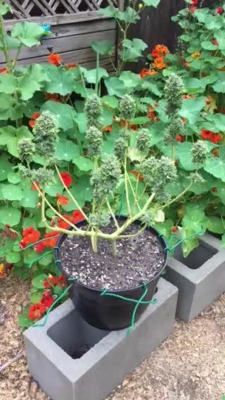 FBA Gorilla Cookies Outdoor