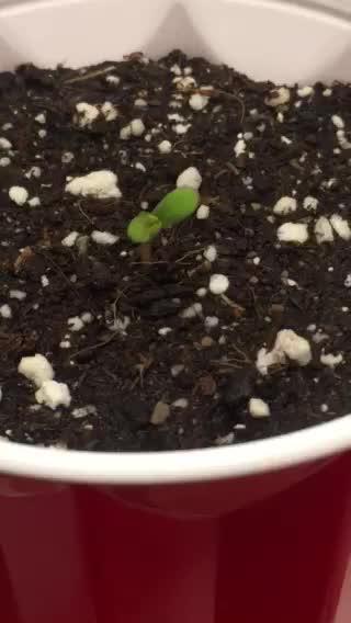 Exotic Seed Georgia Cream