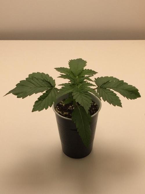 GAS HINDUGOD. Week 3