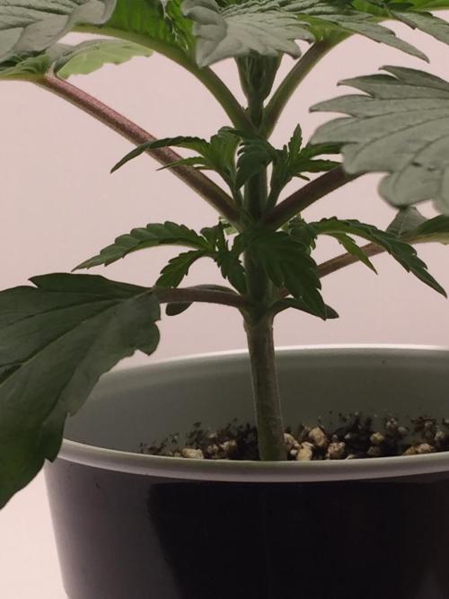 GAS HINDUGOD. Week 3