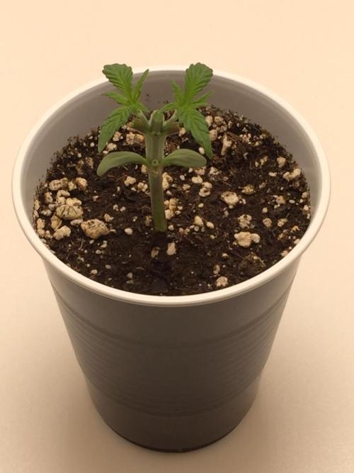 GAS HINDUGOD. Week 3