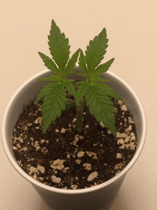 GAS HINDUGOD. Week 3