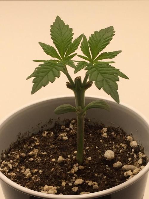 GAS HINDUGOD. Week 3