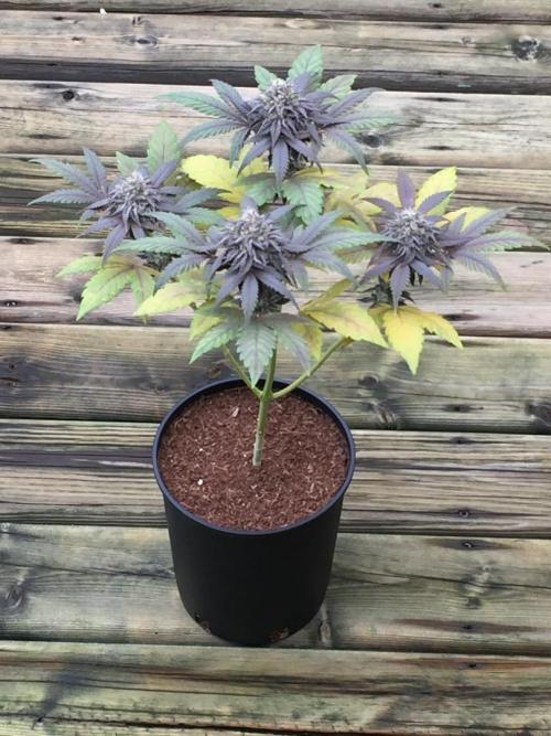 Sponsorship Grow. Week 11