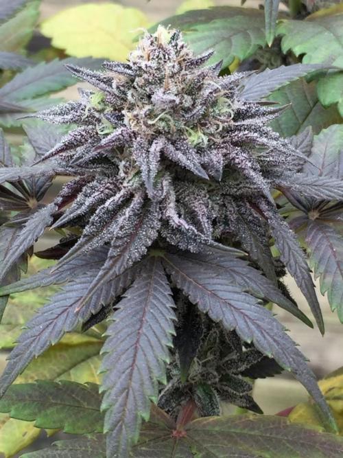 Sponsorship Grow. Week 11