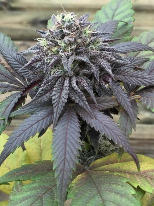 Sponsorship Grow. Week 11