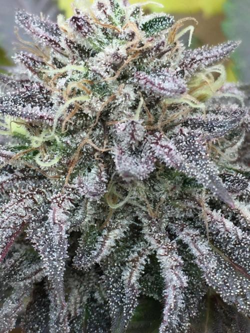 Sponsorship Grow. Week 11