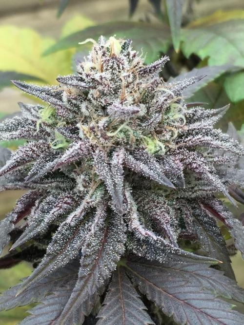 Sponsorship Grow. Week 11