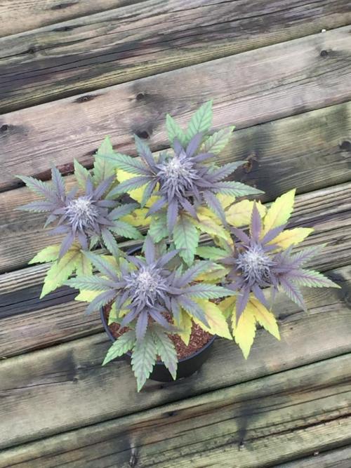 Sponsorship Grow. Week 11