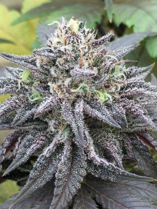 Sponsorship Grow. Week 11