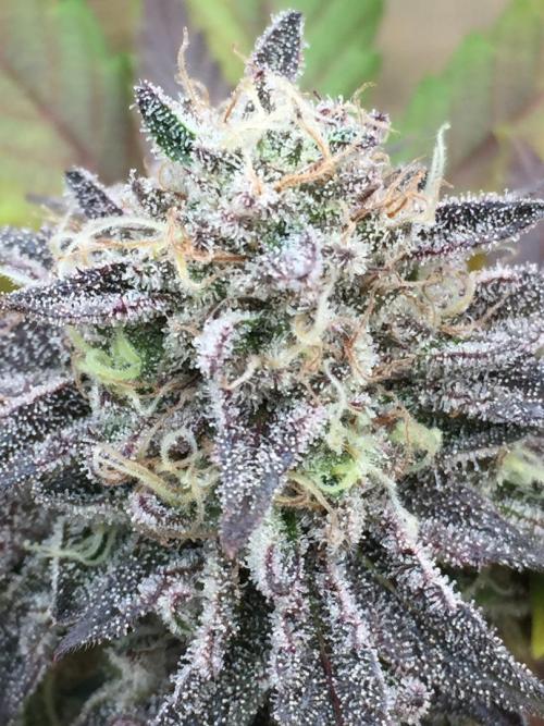 Sponsorship Grow. Week 11