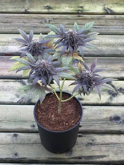 Sponsorship Grow. Week 12