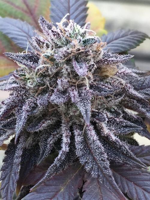 Sponsorship Grow. Week 12