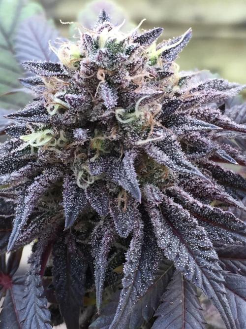 Sponsorship Grow. Week 12