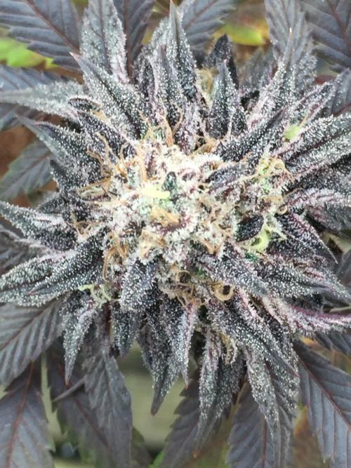 Sponsorship Grow. Week 12