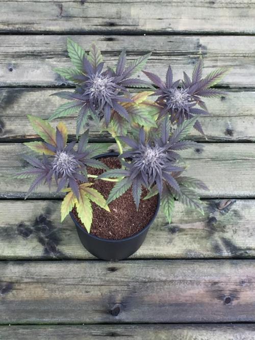 Sponsorship Grow. Week 12