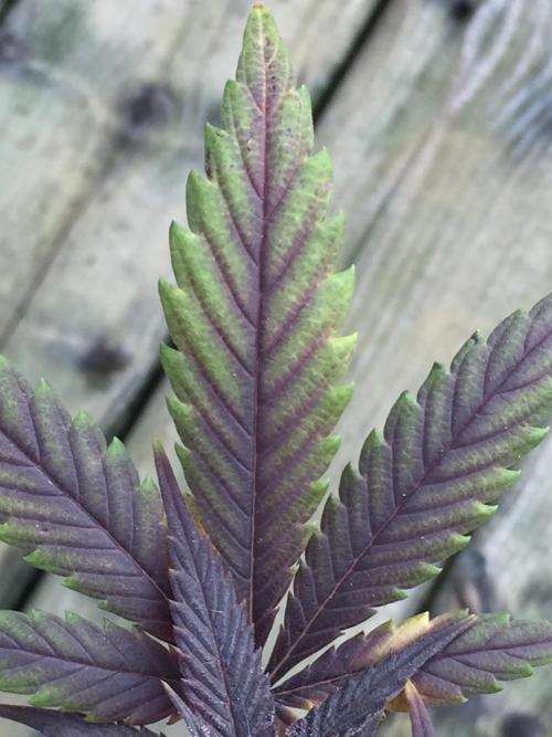 Sponsorship Grow. Week 12