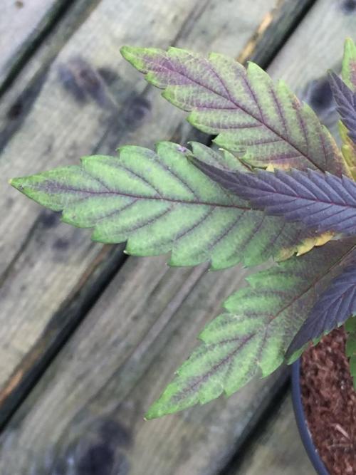 Sponsorship Grow. Week 12