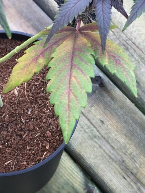 Sponsorship Grow. Week 12