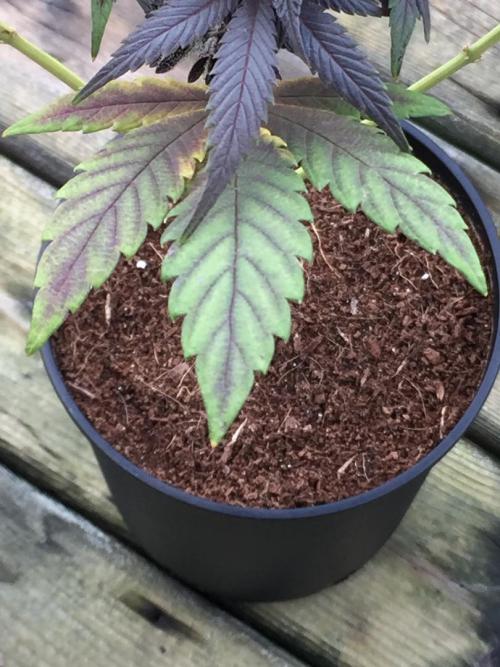 Sponsorship Grow. Week 12