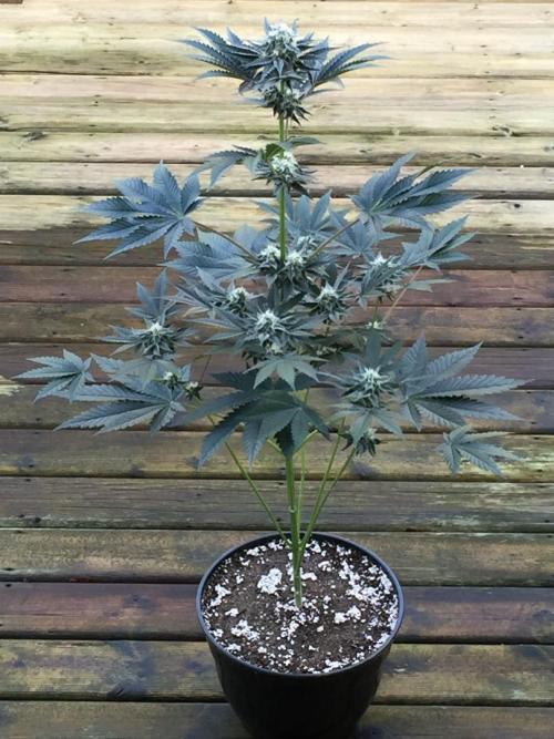 Exotic Seed Georgia Cream. Week 8