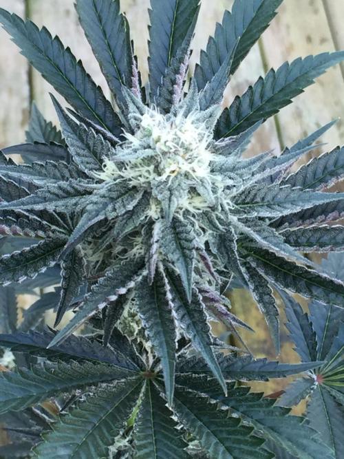 Exotic Seed Georgia Cream. Week 8