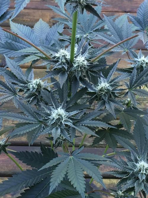 Exotic Seed Georgia Cream. Week 8