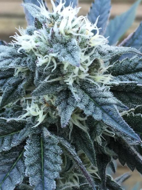 Exotic Seed Georgia Cream. Week 8