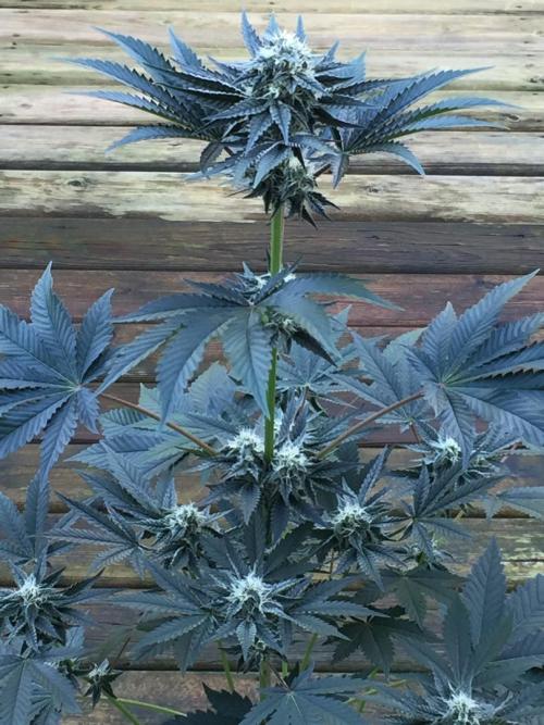 Exotic Seed Georgia Cream. Week 8