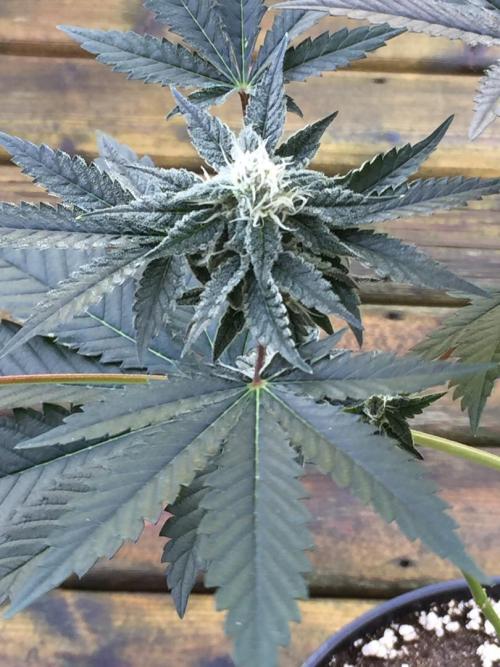 Exotic Seed Georgia Cream. Week 8