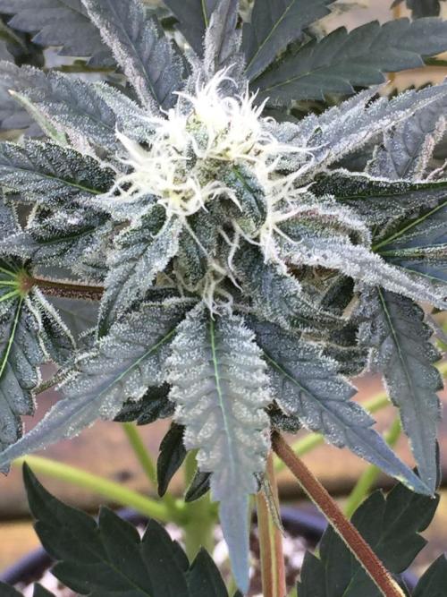 Exotic Seed Georgia Cream. Week 8