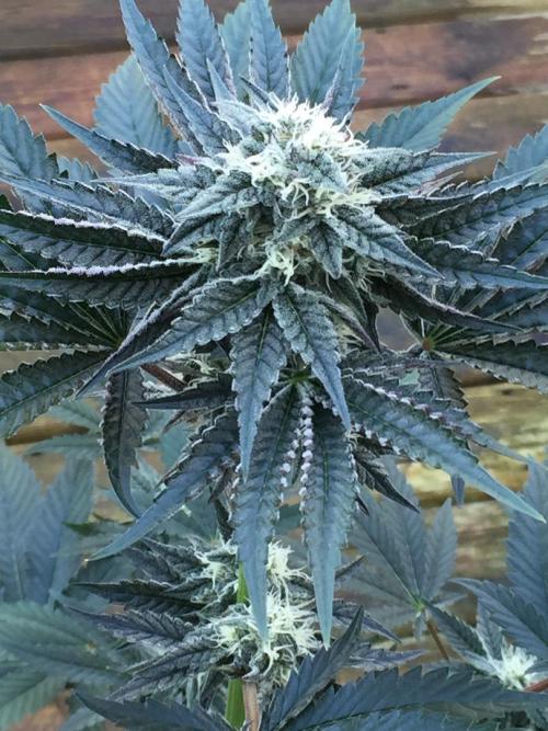 Exotic Seed Georgia Cream. Week 8