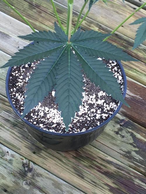 Exotic Seed Georgia Cream. Week 8