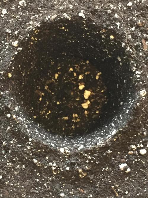 GAS HINDUGOD. Week 4