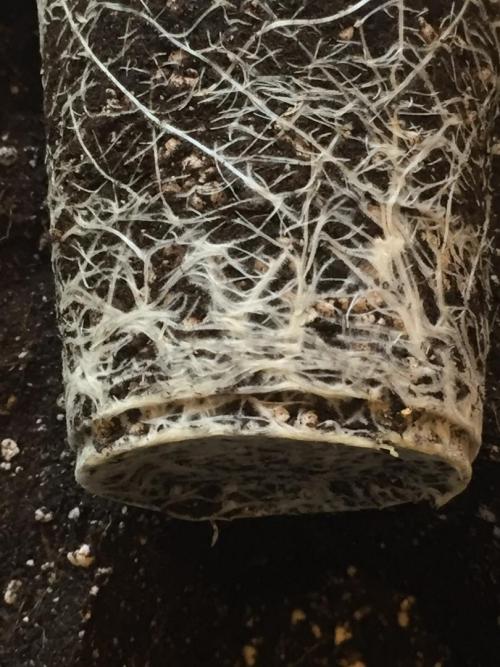 GAS HINDUGOD. Week 4