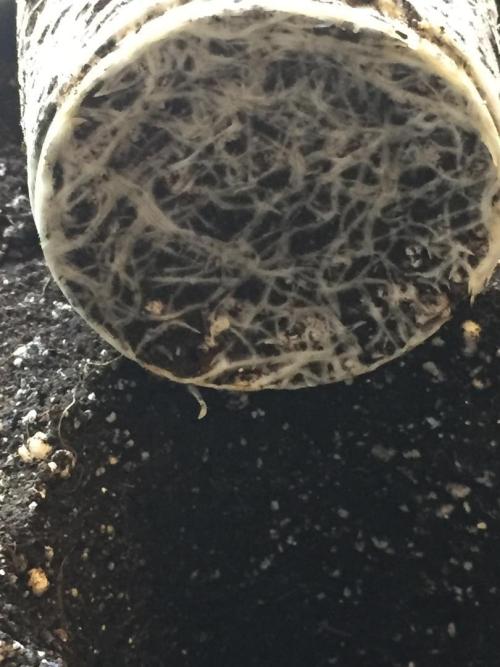 GAS HINDUGOD. Week 4