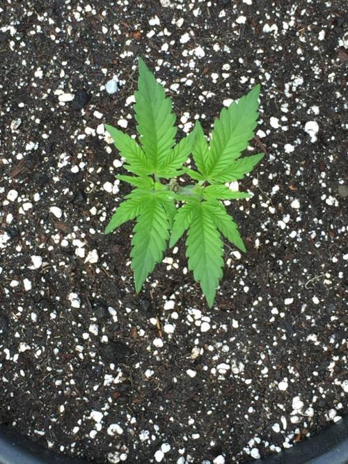 GAS HINDUGOD. Week 4